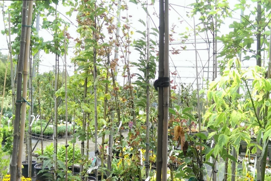 ŁAPIŃSKI NURSERY vivaio di piante alberi arbusti perenni Polonia 01
