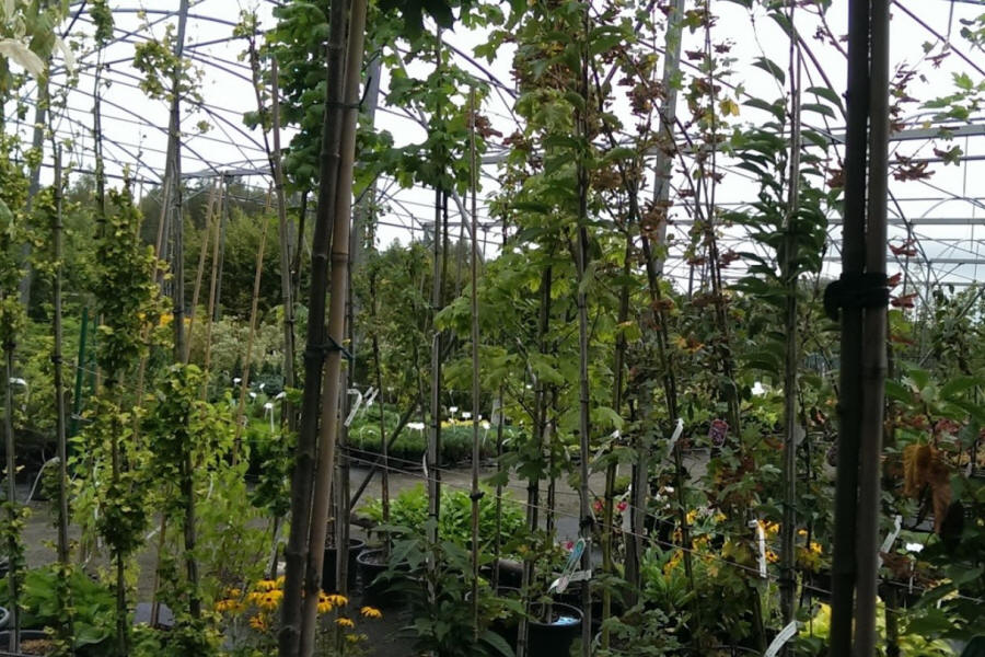 ŁAPIŃSKI NURSERY vivaio di piante alberi arbusti perenni Polonia 02