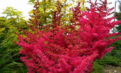 ŁAPIŃSKI NURSERY vivaio di piante alberi arbusti perenni Polonia 04