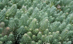 ŁAPIŃSKI NURSERY vivaio di piante alberi arbusti perenni Polonia 07