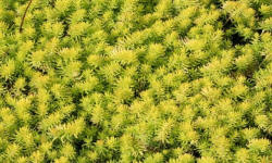 ŁAPIŃSKI NURSERY vivaio di piante alberi arbusti perenni Polonia 08