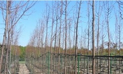 ŁAPIŃSKI NURSERY vivaio di piante alberi arbusti perenni Polonia 11