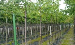 ŁAPIŃSKI NURSERY vivaio di piante alberi arbusti perenni Polonia 12