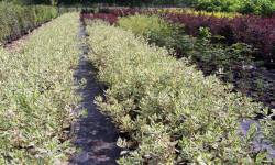 ŁAPIŃSKI NURSERY vivaio di piante alberi arbusti perenni Polonia 14
