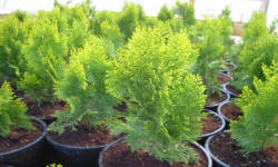 ŁAPIŃSKI NURSERY vivaio di piante alberi arbusti perenni Polonia 16