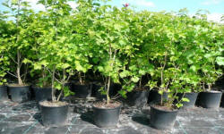 ŁAPIŃSKI NURSERY vivaio di piante alberi arbusti perenni Polonia 17