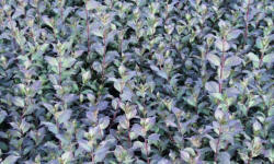 ŁAPIŃSKI NURSERY vivaio di piante alberi arbusti perenni Polonia 18