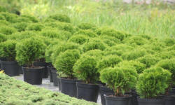 ŁAPIŃSKI NURSERY vivaio di piante alberi arbusti perenni Polonia 20